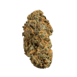 Remexian 30/1 PRT MTP Mokum&rsquo;s Tulip